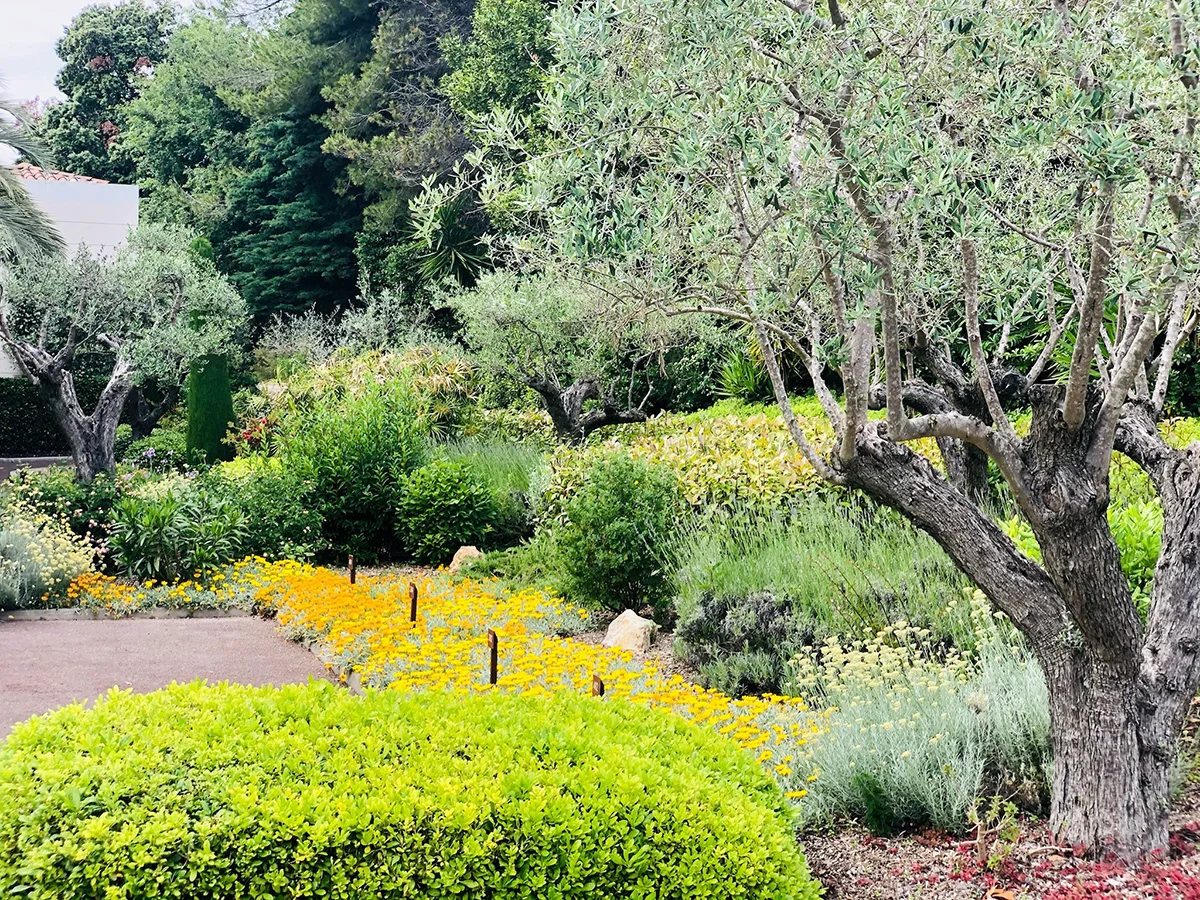 Jardin paysager avec arbres semblables à des oliviers, arbustes, couvre-sol fleuri et graminées le long d’une allée pavée