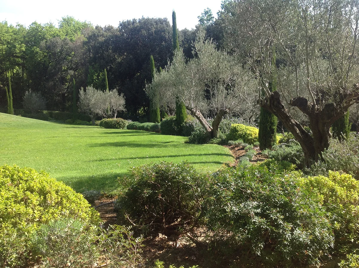 Jardin paysager avec pelouse, arbres ressemblant à des oliviers et arbustes taillés
