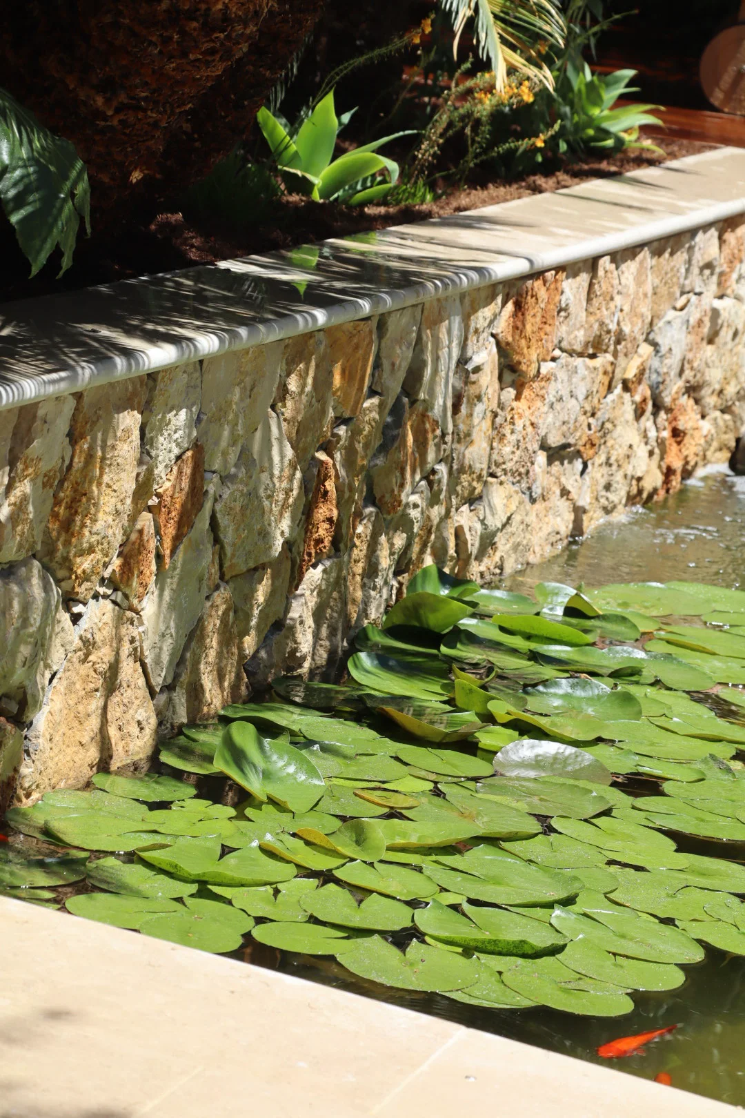 Bassin peu profond couvert de nénuphars, bordé par un mur en pierre rustique et entouré de plantes tropicales